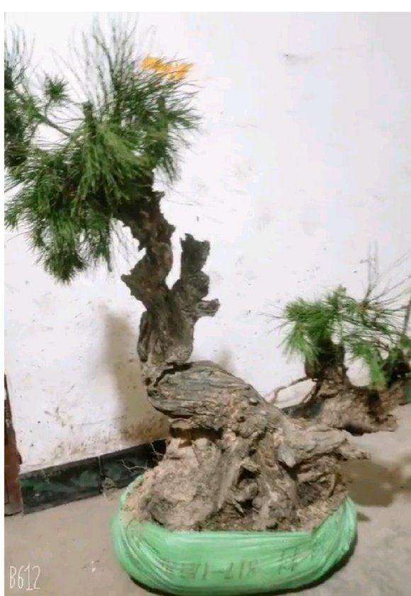 这样的老松树下山桩