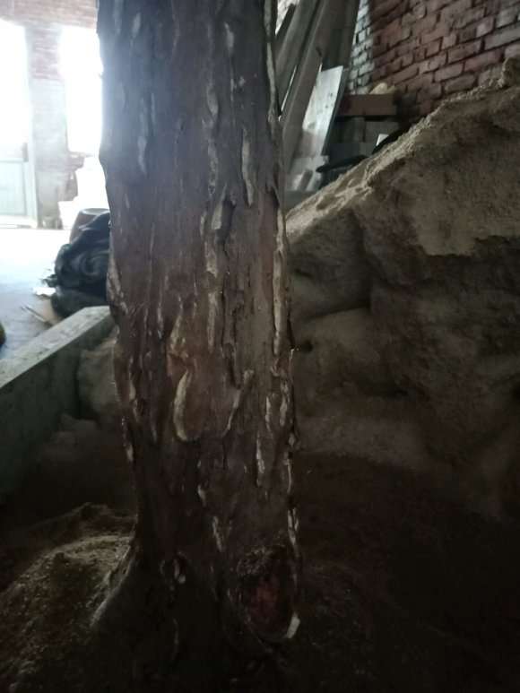 我的檵木下山桩