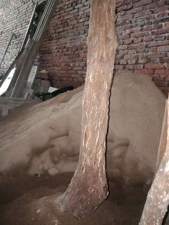 我的檵木下山桩