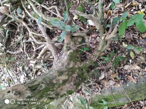 好大一颗白花檵木下山桩