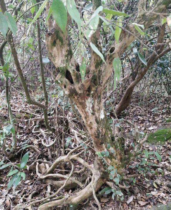 好大一颗白花檵木下山桩