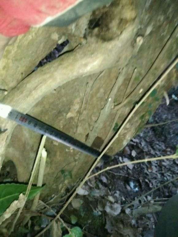 野生白檵木下山桩