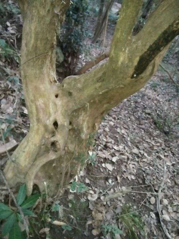 野生白檵木下山桩