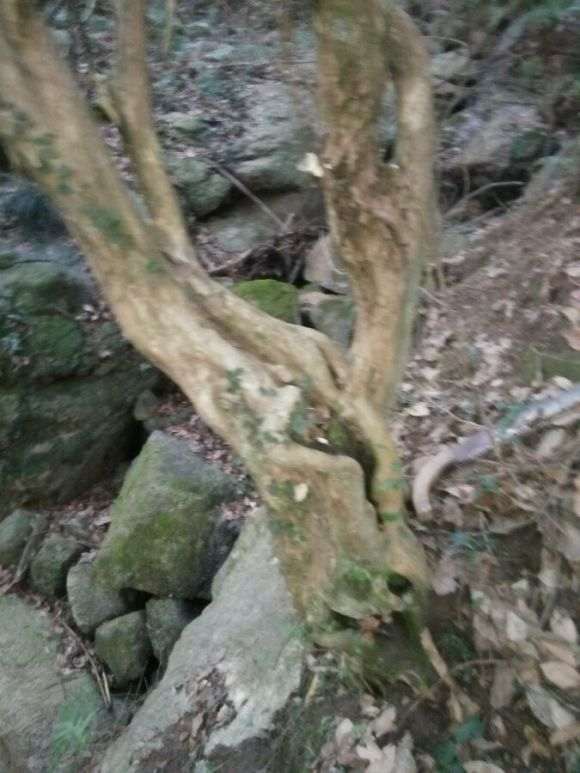 野生白檵木下山桩