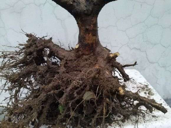 红花继木下山桩的设计图