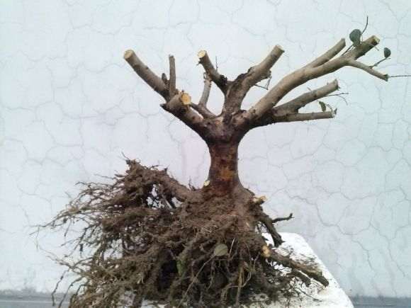 红花继木下山桩的设计图