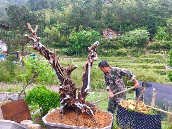 给檵木下山桩画的设计图