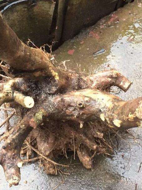 白花檵木下山桩 值钱吗 图片