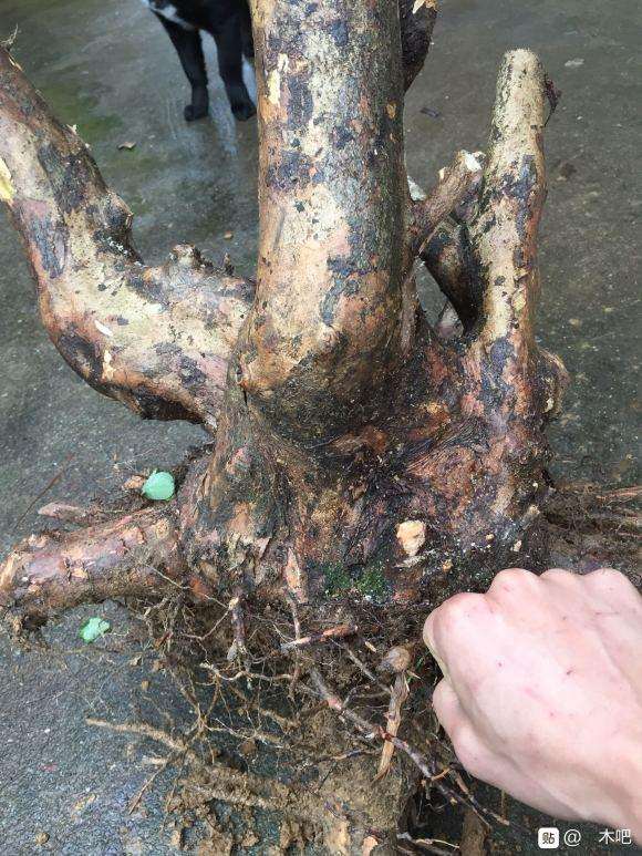 白花檵木下山桩 值钱吗 图片