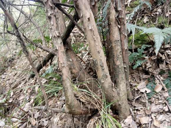 漫山遍野的白花檵木下山桩