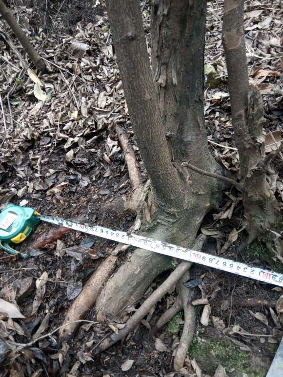 漫山遍野的白花檵木下山桩