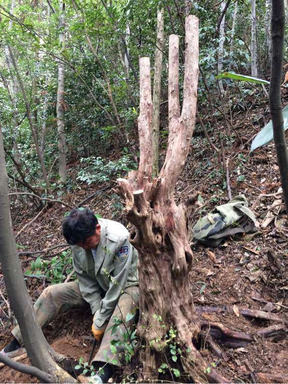 今天挖的下山檵木下山桩