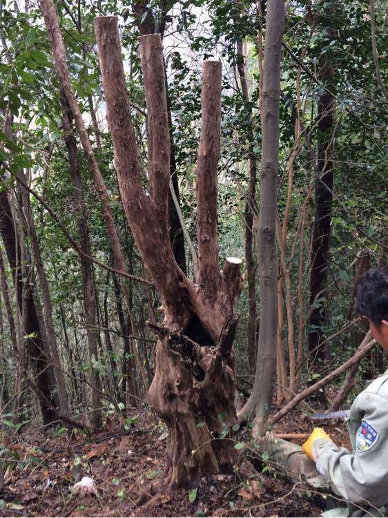 今天挖的下山檵木下山桩
