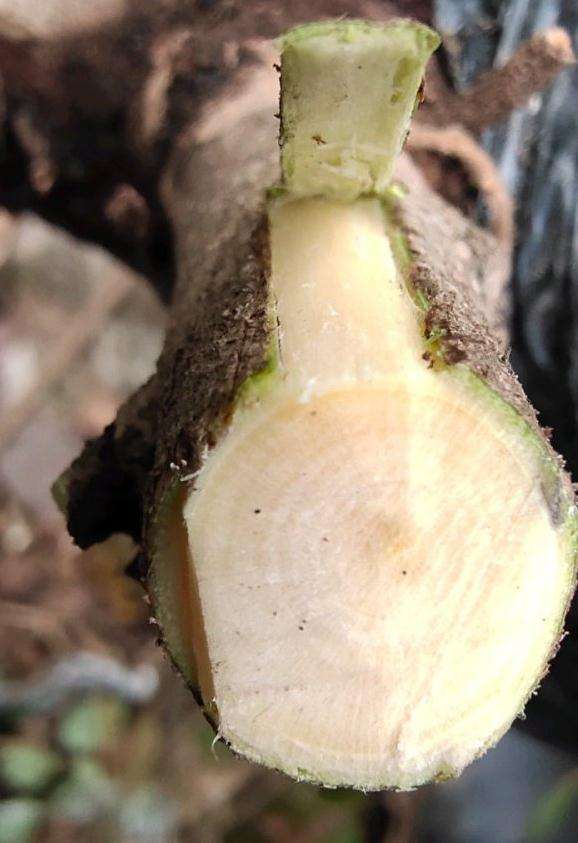 檵木下山桩怎么嫁接的方法