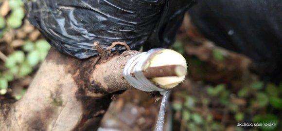 檵木下山桩怎么嫁接的方法