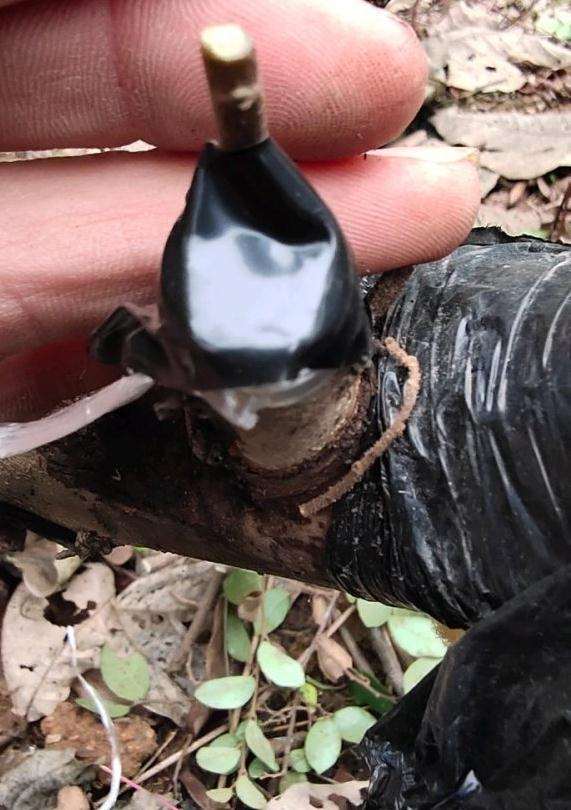 檵木下山桩怎么嫁接的方法