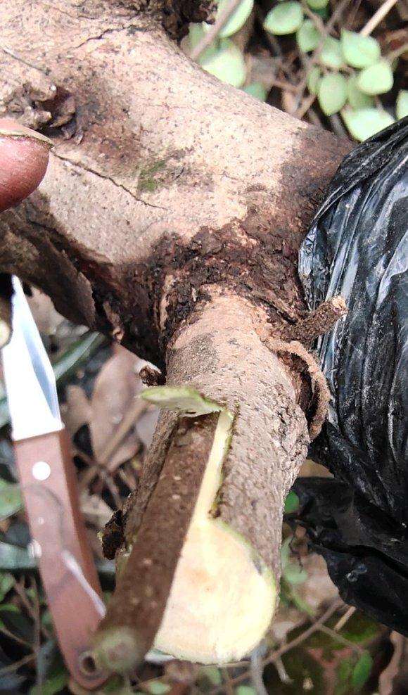 檵木下山桩怎么嫁接的方法