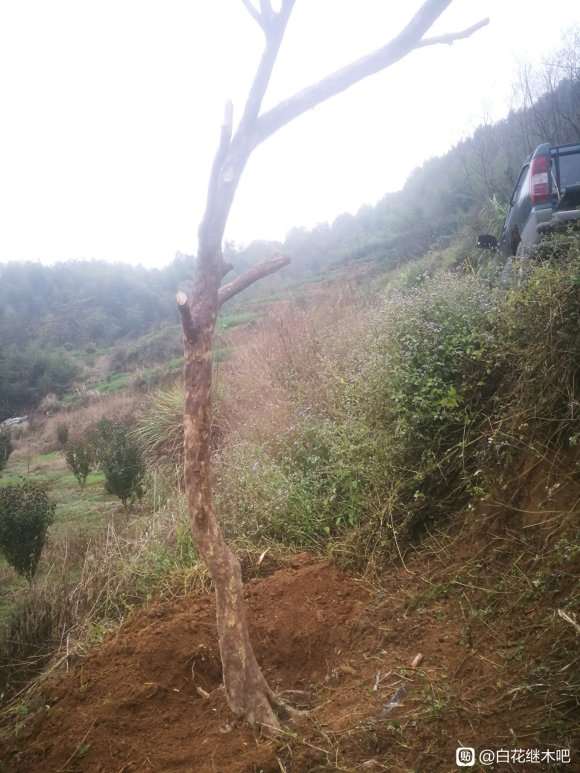 白花继木可以嫁接红花继木下山桩吗