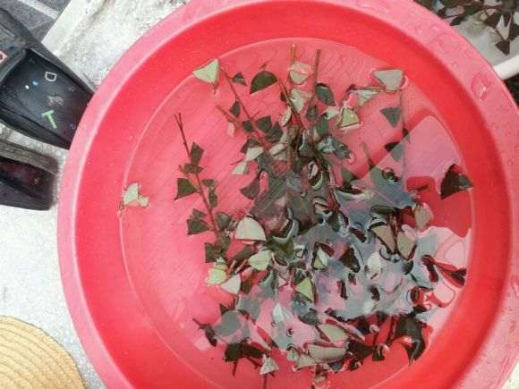 怎么嫁接红花继木下山桩的方法 图片