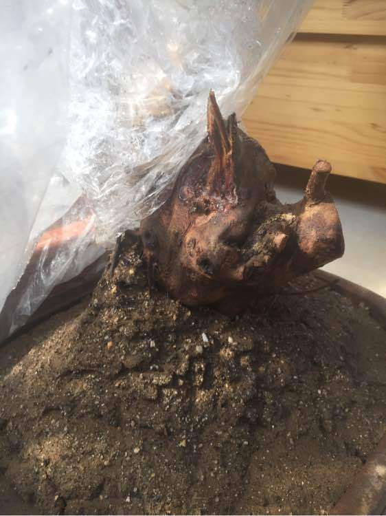 白花继木下山桩如何种活