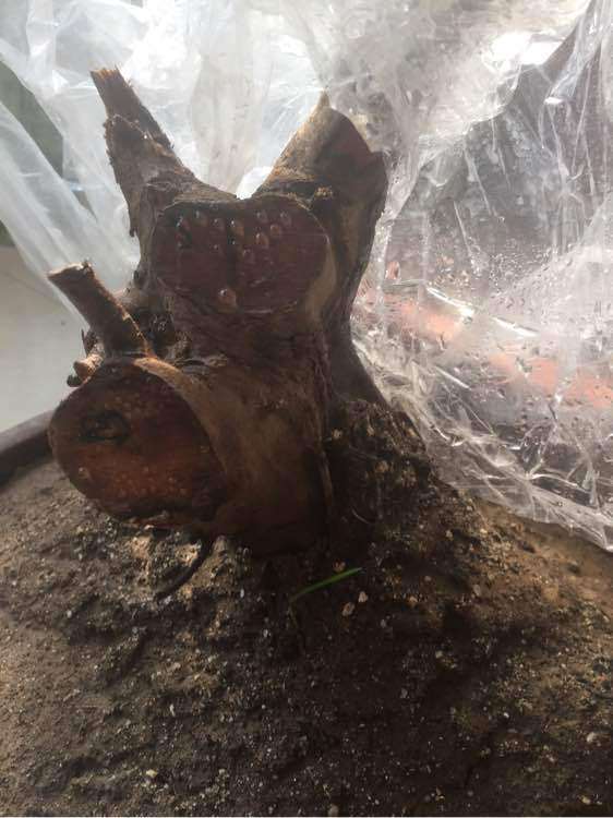 白花继木下山桩如何种活