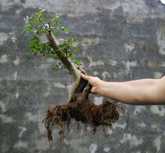 红花继木下山桩怎么嫁接