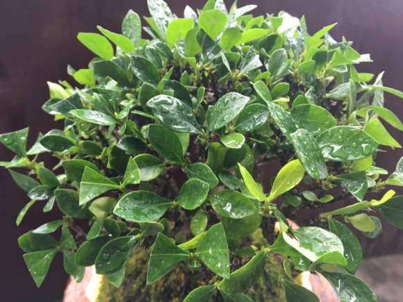 栀子盆景摘叶前后的对比图