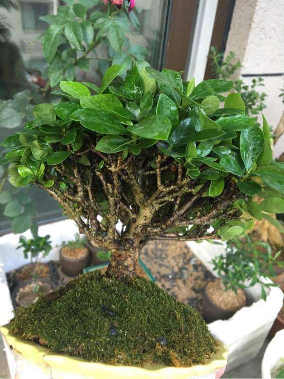 栀子盆景摘叶前后的对比图