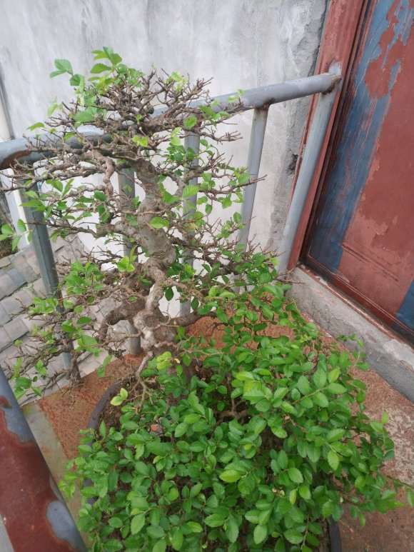 榆树盆景摘叶过后 有些不长叶子