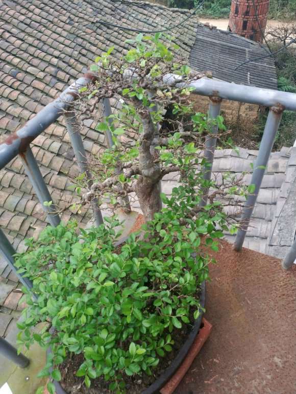 榆树盆景摘叶过后 有些不长叶子