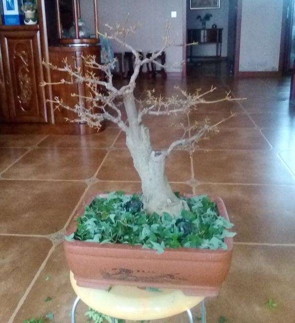 三角枫盆景摘叶20天后 长新叶了