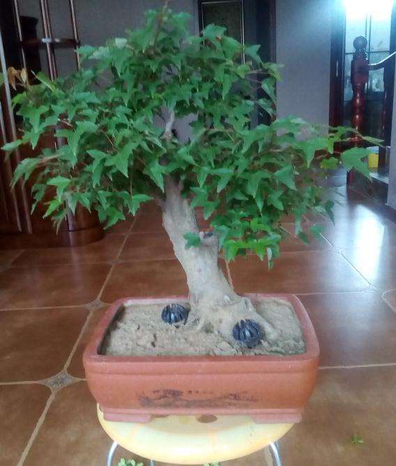 三角枫盆景摘叶20天后 长新叶了