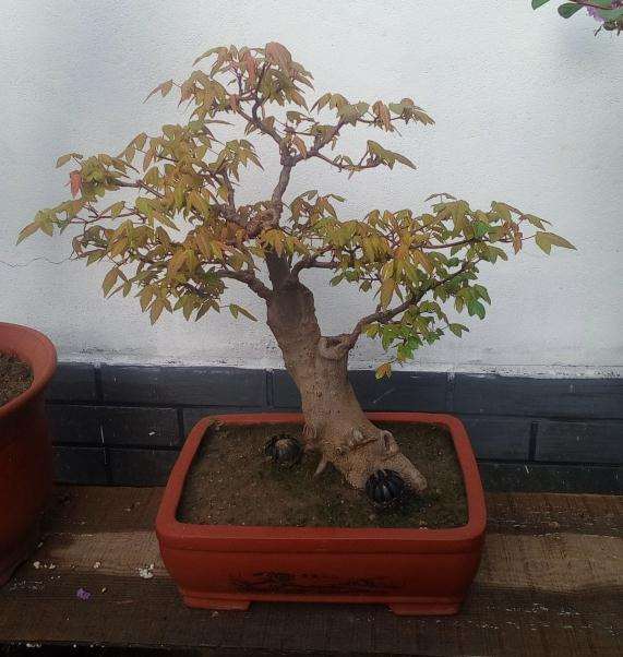 三角枫盆景摘叶20天后 长新叶了