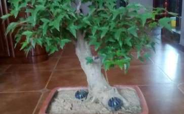 三角枫盆景摘叶20天后 长新叶了