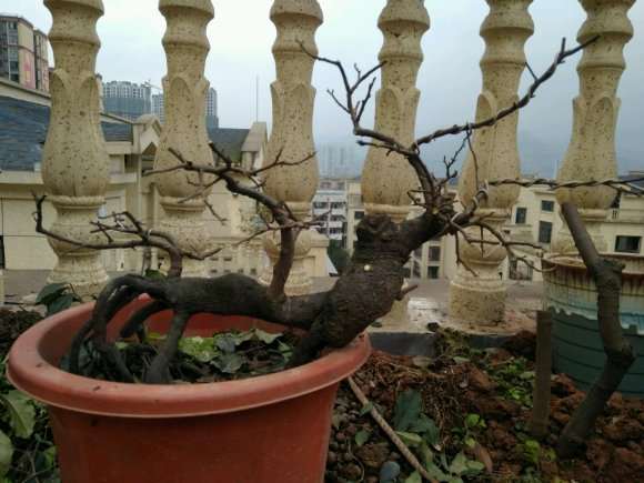 金弹子盆景怎么摘叶的方法