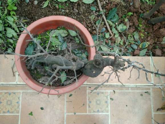 金弹子盆景怎么摘叶的方法