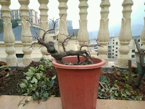 金弹子盆景怎么摘叶的方法