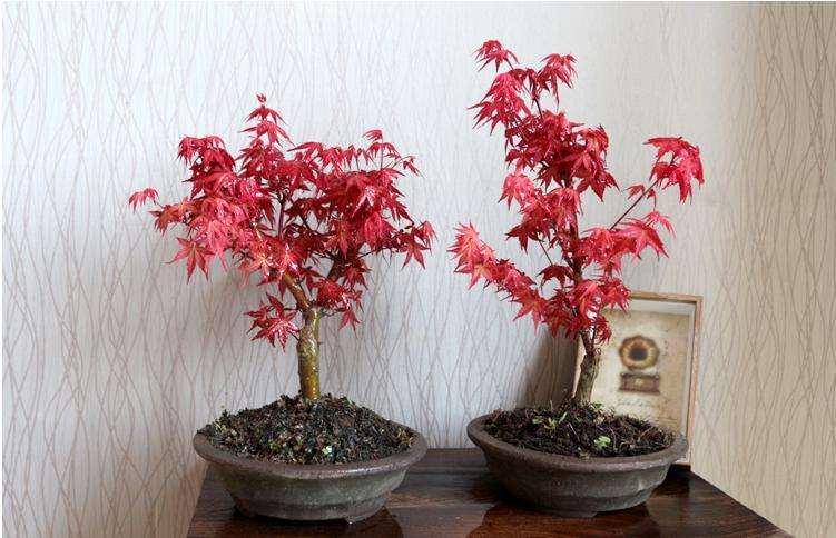 红舞姬红枫盆景 春季3月可以摘叶吗