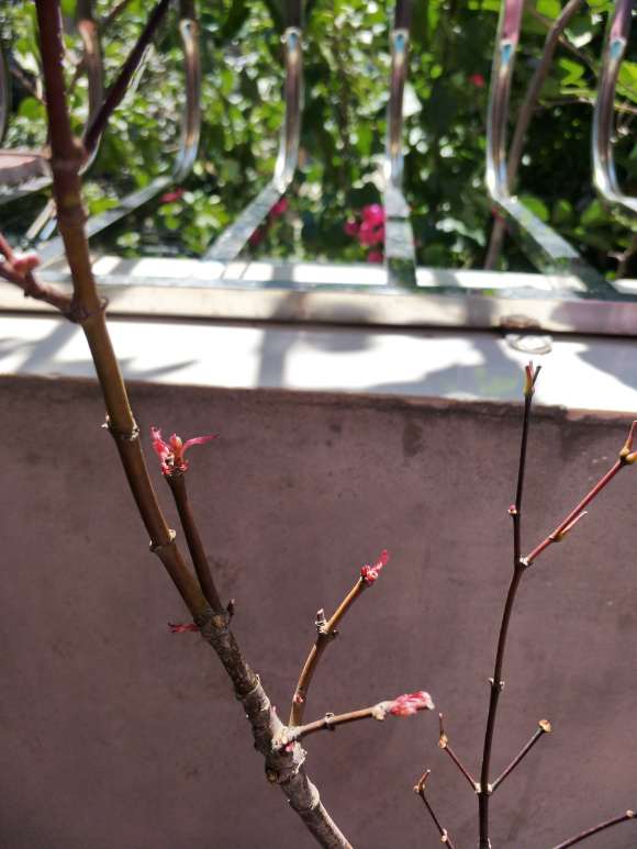 有明野村红枫盆景怎么摘叶的方法