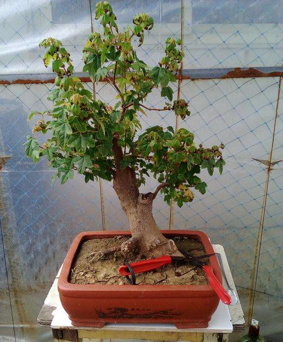 三角枫盆景 今年第二次摘叶