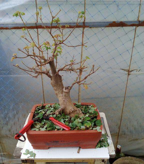 三角枫盆景 今年第二次摘叶