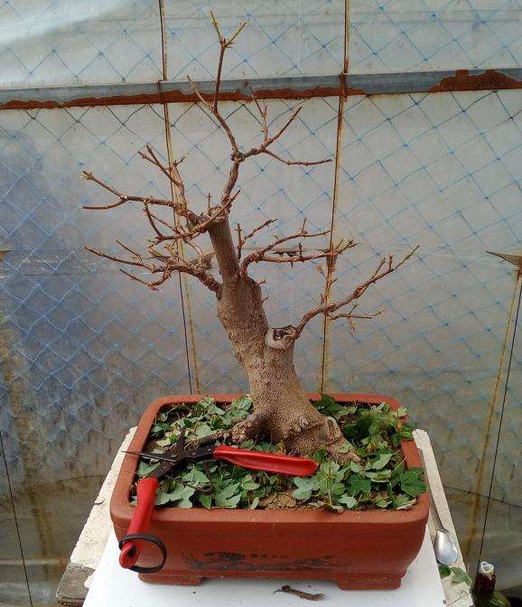 三角枫盆景 今年第二次摘叶