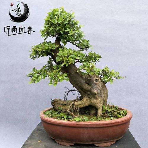 广东雀梅盆景冬季1月能摘叶吗 图片