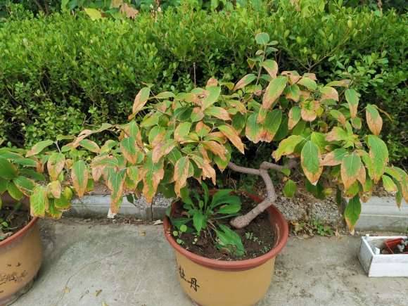 腊梅盆景怎么摘叶的方法