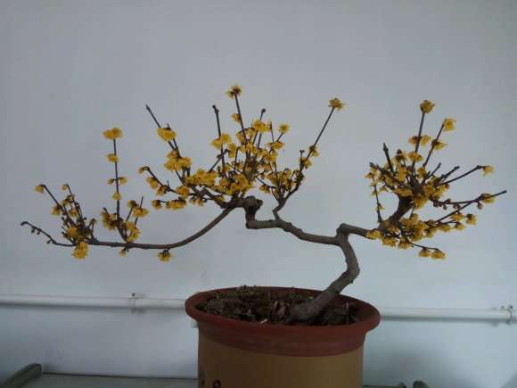 腊梅盆景怎么摘叶的方法