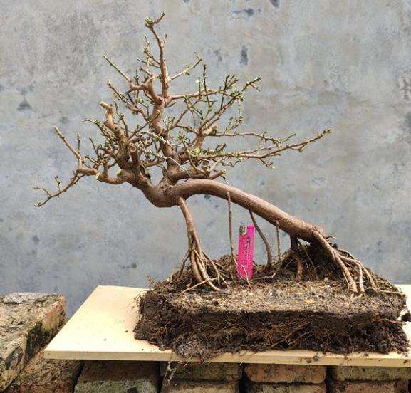 山桔下山桩怎么摘叶修剪的方法