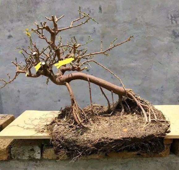 山桔下山桩怎么摘叶修剪的方法