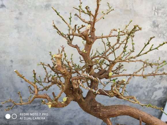 山桔下山桩怎么摘叶修剪的方法