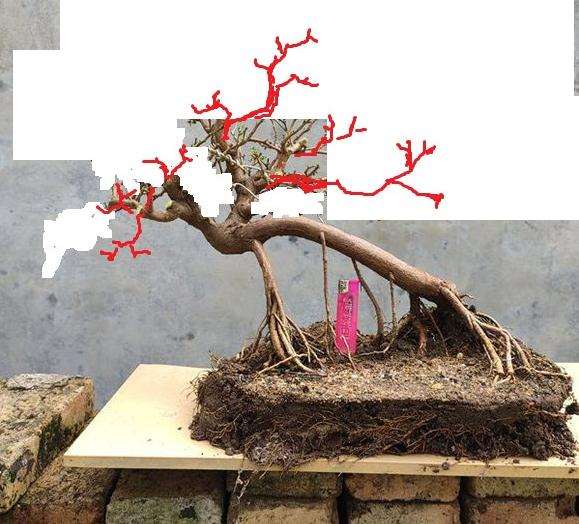 山桔下山桩怎么摘叶修剪的方法