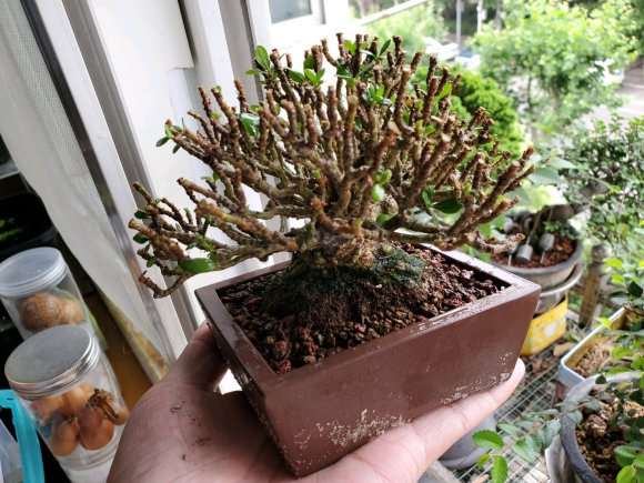 给清誉栀子盆景摘叶换盆的方法